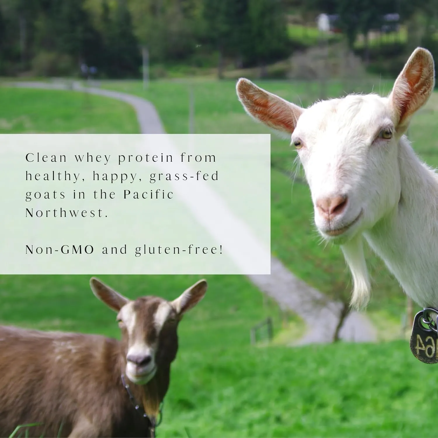 Clean Whey Protein | Grass-Fed Undenatured Goat Whey Protein Powder | 24 g Protein Per Serving, All Natural, Non-GMO, High in Branch Chain Amino Acids | Vanilla Bean | 15 Servings - 16 oz