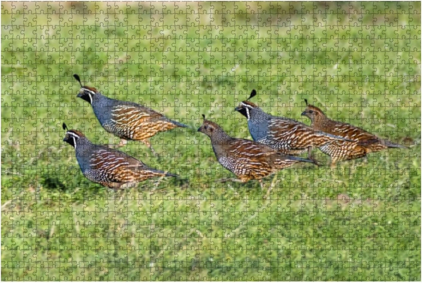 Jigsaw Puzzles 1000 Pieces for Adult Flock California Quail Callipepla californica Running grasslands Point Puzzle Game for Family Wooden Puzzle Toy Educational Games Puzzles for Home Decor