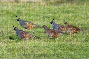 Jigsaw Puzzles 1000 Pieces for Adult Flock California Quail Callipepla californica Running grasslands Point Puzzle Game for Family Wooden Puzzle Toy Educational Games Puzzles for Home Decor