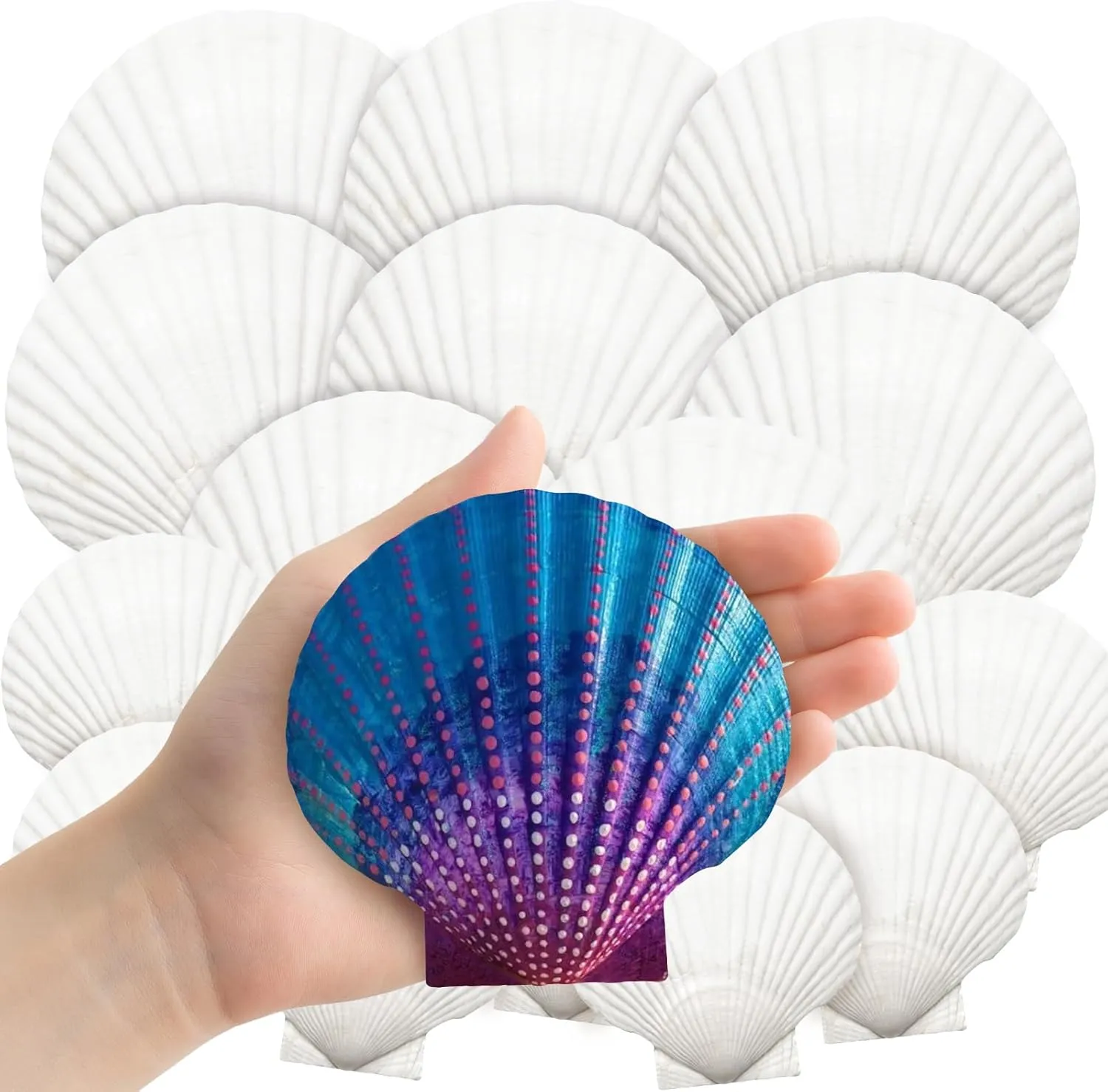 YUJUN 18PCS Large Natural Scallop Shells,4''-5'' White Seashells Bulk for Crafts DIY Painting Baking and Ocean Summer Beach Wedding Home Decorations(2 Sizes Range)